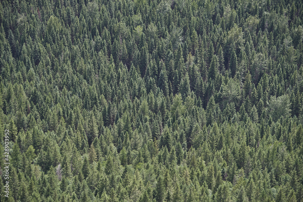 Dense pine tree forest in Glaciers National Park