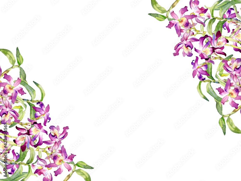 A Vector Frame of Dendrobium Orchid