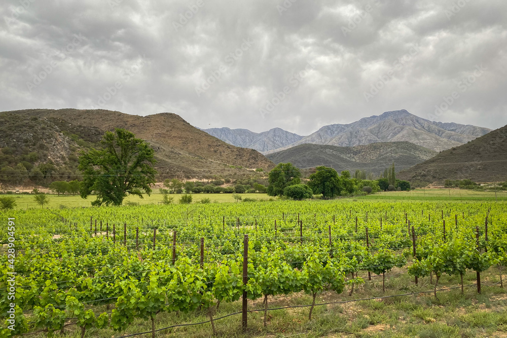 Scenic view of vineyard at Cangoo Valley near Oudtshoorn with Swartberg mountains in the background