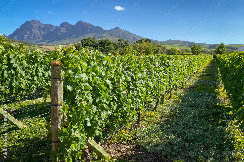 Vineyard in front of Simonsberg mountains in South Africa