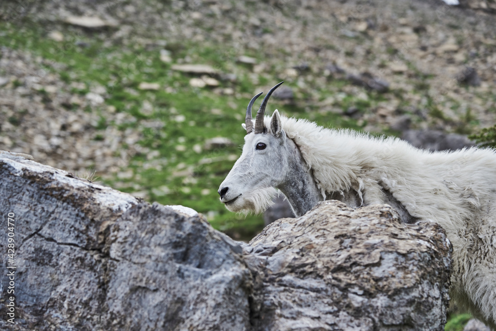 Wild Mountain Goat in Glaciers National Park Wild Mountain Goat in Glaciers National Park