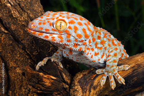Tokay Gecko (Gecko gecko). A colorful an aggressive Gecko.