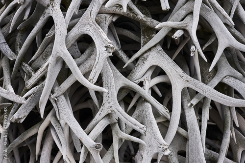 Heap of withered white old deer antlers