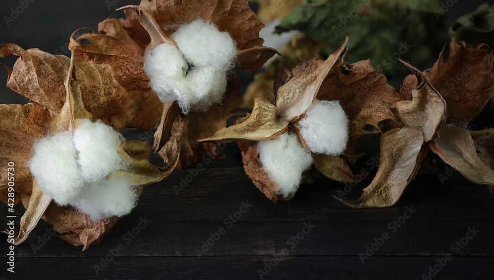 Cotton branch on dark wood background. Delicate and fluffy Cotton branch on dark wood background. Delicate and fluffy