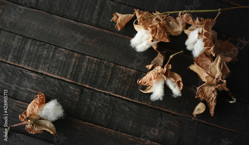 Cotton branch on dark wood background. Delicate and fluffy