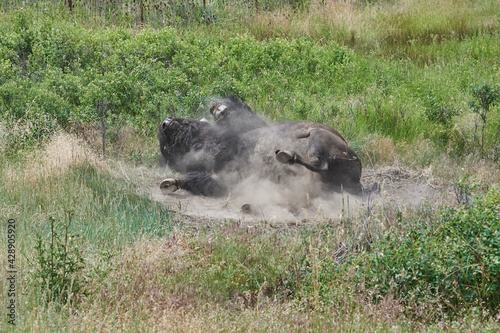Bild auf Leinwand One male adult Bison wallowing in dirt
