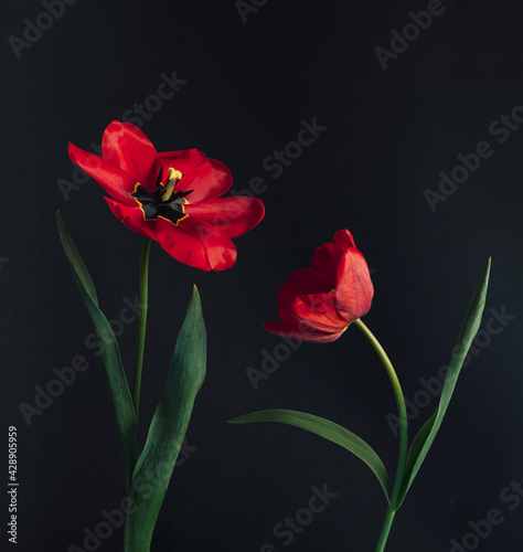 Styled minimalistic still life with tulip flowers on dark background. Space for text