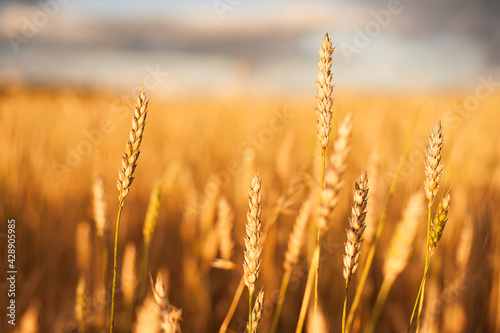 Gold Wheat flied at sunset  rural landscape. Concept of autumn and harvesting. Beautiful Nature Sunset Landscape