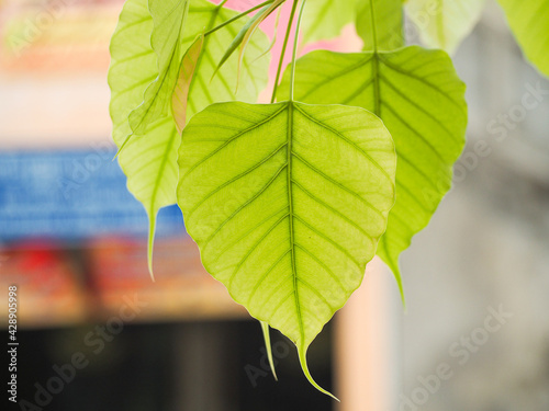 Many Bodhi leaves Is on a blurred background.