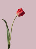 Floral design, red tulip. Simple modern nature background. Isolated  on pink background. Minimal nature composition with copy space.