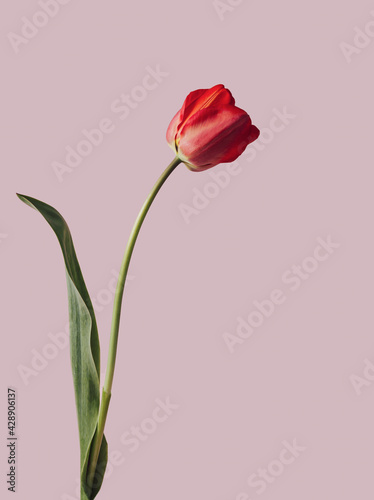 Floral design  red tulip. Simple modern nature background. Isolated  on pink background. Minimal nature composition with copy space.