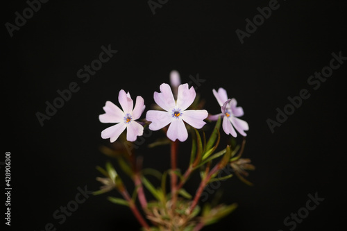 Flower blossom close up Phlox sabulata L. family polemoniaceae btaniacal modern high quality big size educational prints