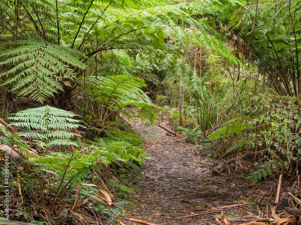 Obraz premium The Telegraph Saddle to Sealers Cove track is very popular among day walkers and overnight campers alike - Wilsons Promontory, Victoria, Australia