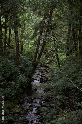 Small creek among trees in Olympic National Forest