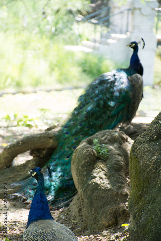 Obraz premium peacock with feathers