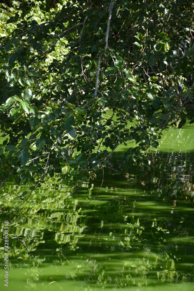 leaves in the water