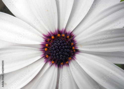 White flower with purpule center photo