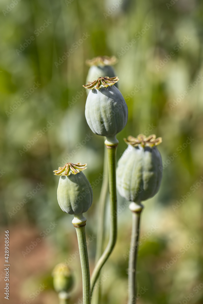 Closed bud of a pink poppy flower Closed bud of a pink poppy flower