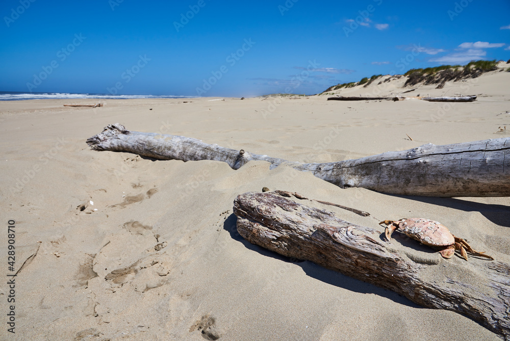 Deserted Oregon Beach with dead tree and crab Deserted Oregon Beach with dead tree and crab