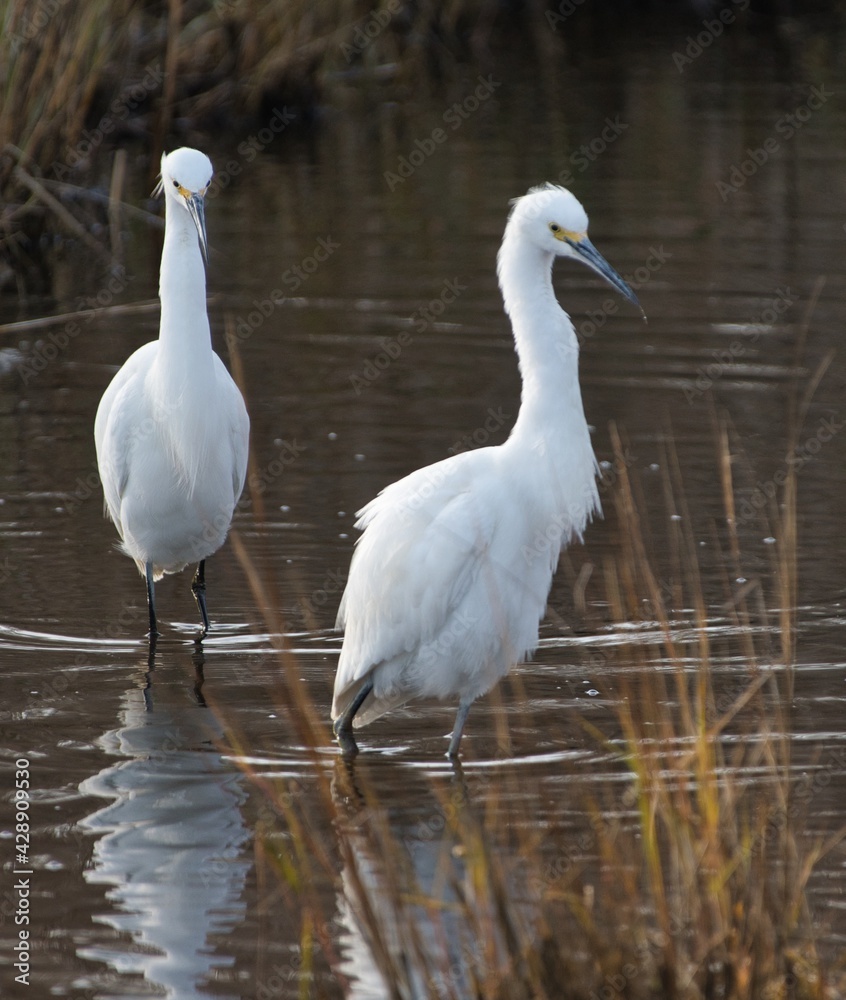 Obraz premium Snowy Egrets