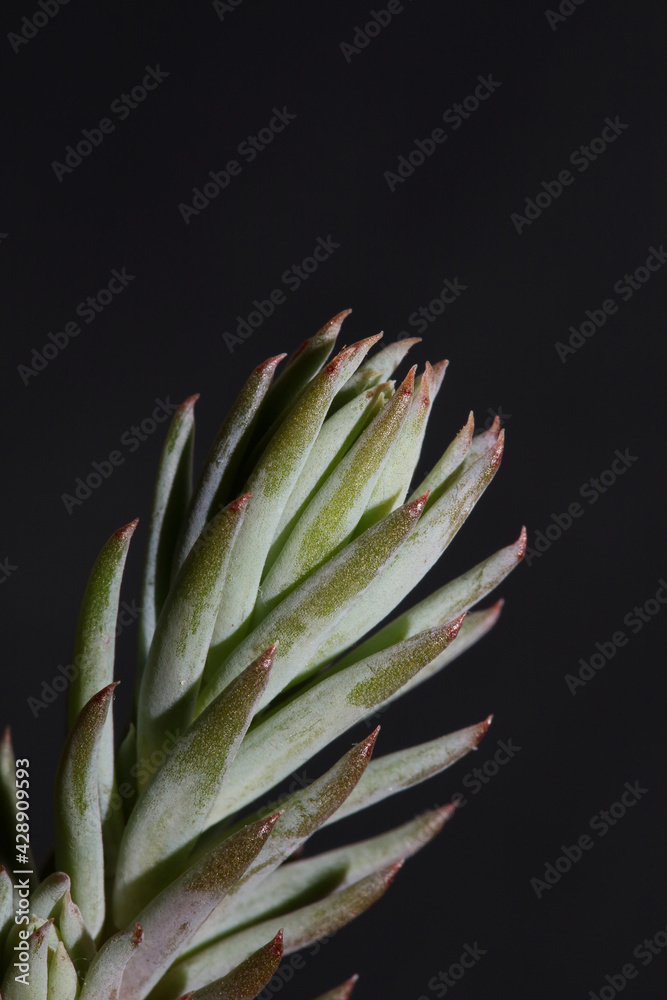 Succulent flower leaves close up Sedum ochroleucum Chaix family crassulaceae botanical modern high quality big size prints Succulent flower leaves close up Sedum ochroleucum Chaix family crassulaceae botanical modern high quality big size prints