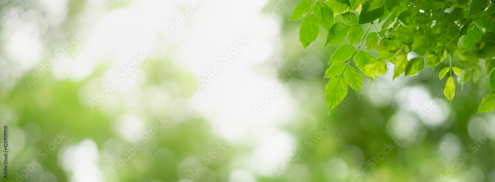 Closeup of beautiful nature view green leaf on blurred greenery background in garden with copy space using as background cover page concept. Closeup of beautiful nature view green leaf on blurred greenery background in garden with copy space using as background cover page concept.