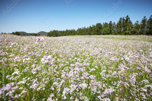 Wildflowers in the field