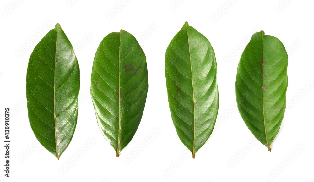 Rambutan leaf isolated on white background