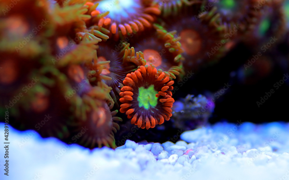 Multicolored Zoanthus polyps colony in close up focus Multicolored Zoanthus polyps colony in close up focus
