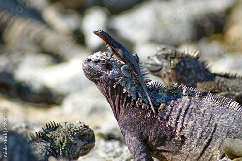 Lava lizard on the head of a marine iguana at Punta Espinoza, Fernandina Island, Galapagos, Ecuador photo