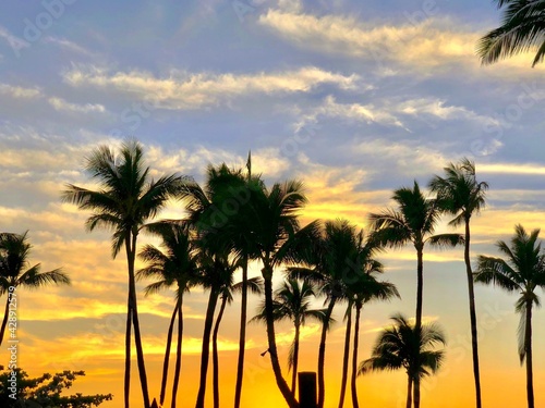 palm trees at sunset © Kahit