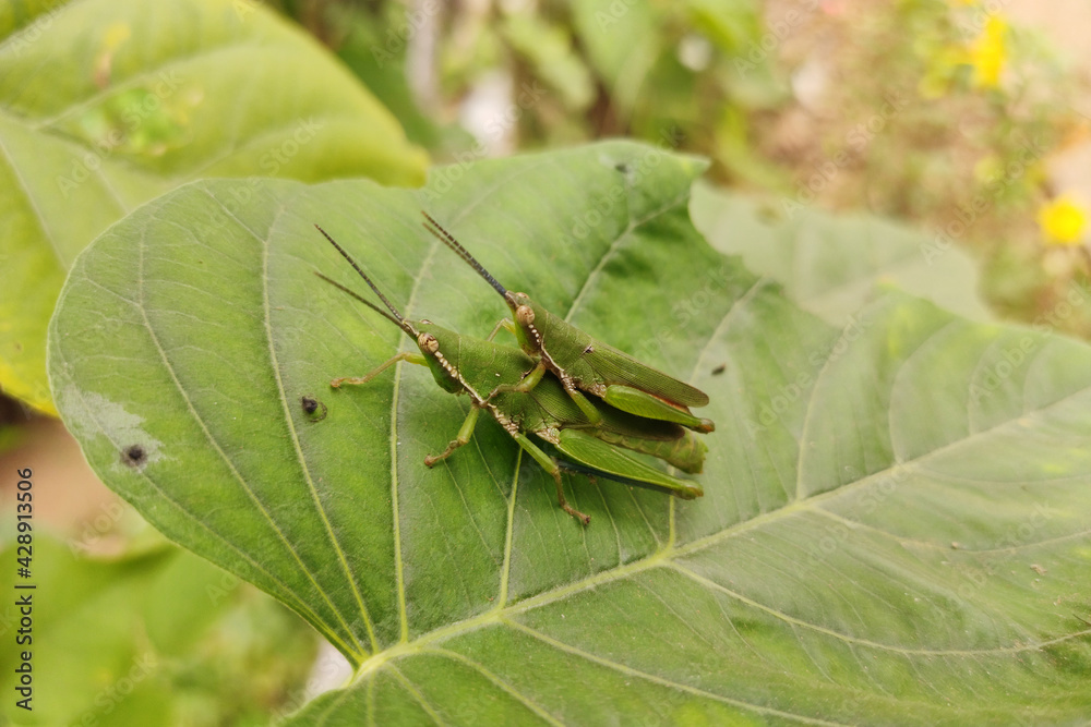 a pair of grasshoppers making love,on the green leaf. a pair of grasshoppers making love,on the green leaf.