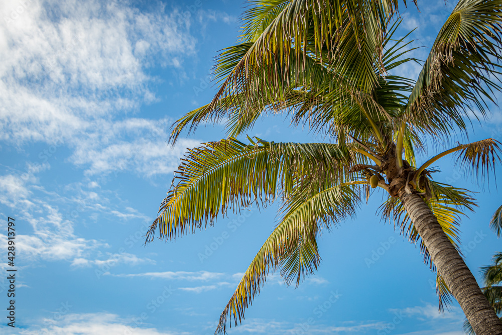 Palmera en cielo