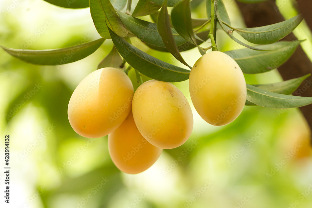 sweet yellow Marian plum  (Meyongchid) fruit of Thailand