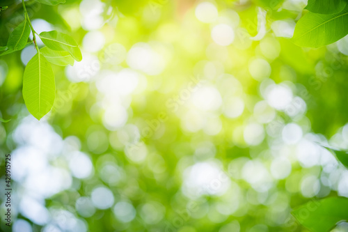 Amazing nature view of green leaf on blurred greenery background in garden and sunlight with copy space using as background natural green plants landscape, ecology, fresh wallpaper.