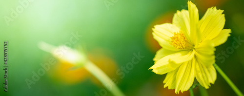 Amazing nature view of yellow leaf on blurred greenery background in garden and sunlight with copy space using as background natural green plants landscape, ecology, fresh wallpaper.