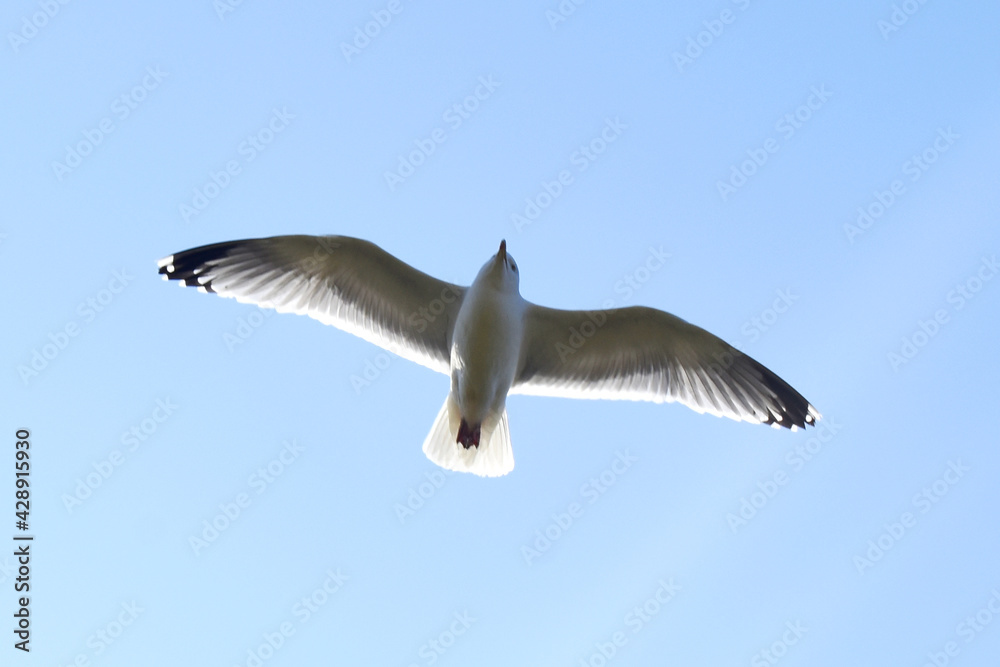 Obraz premium Single Seagull flying on blue sky background. Beautiful seabird with sunshine and clear sky in spring season in UK.