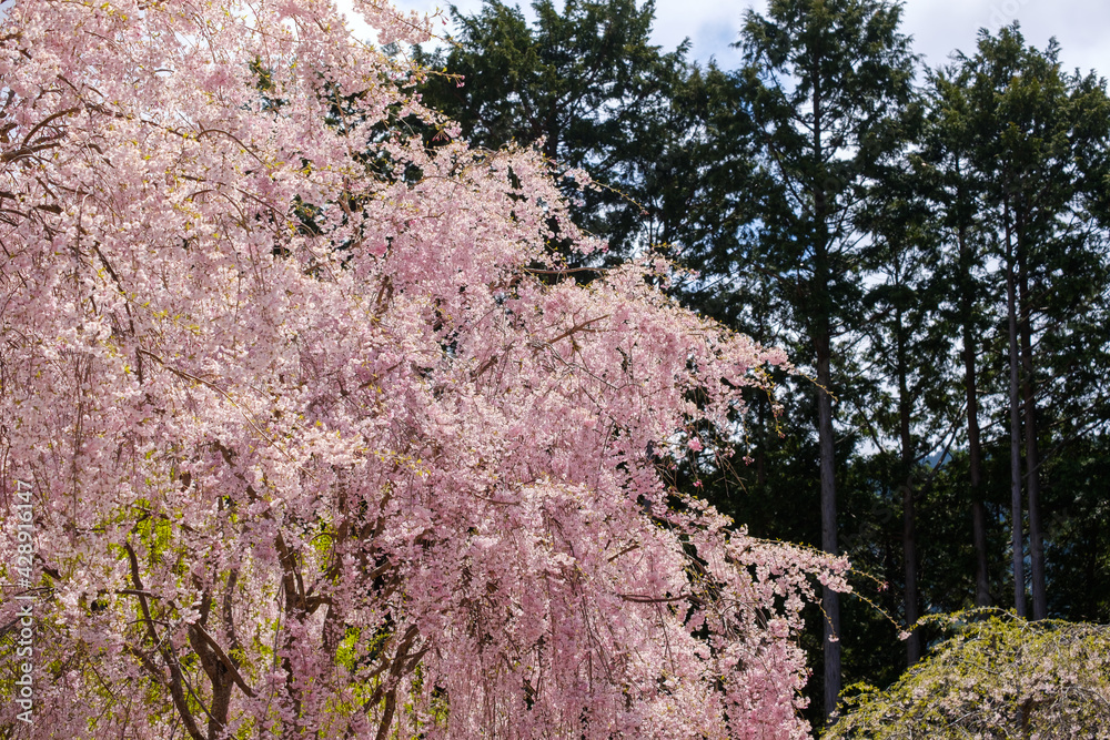 高見の郷のしだれ桜 奈良県 高見の郷のしだれ桜 奈良県