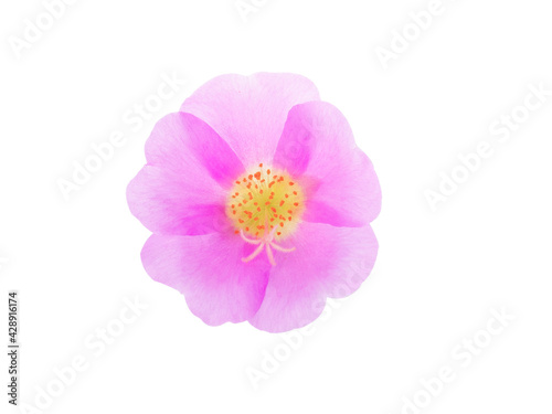  Pusley flower isolated on white