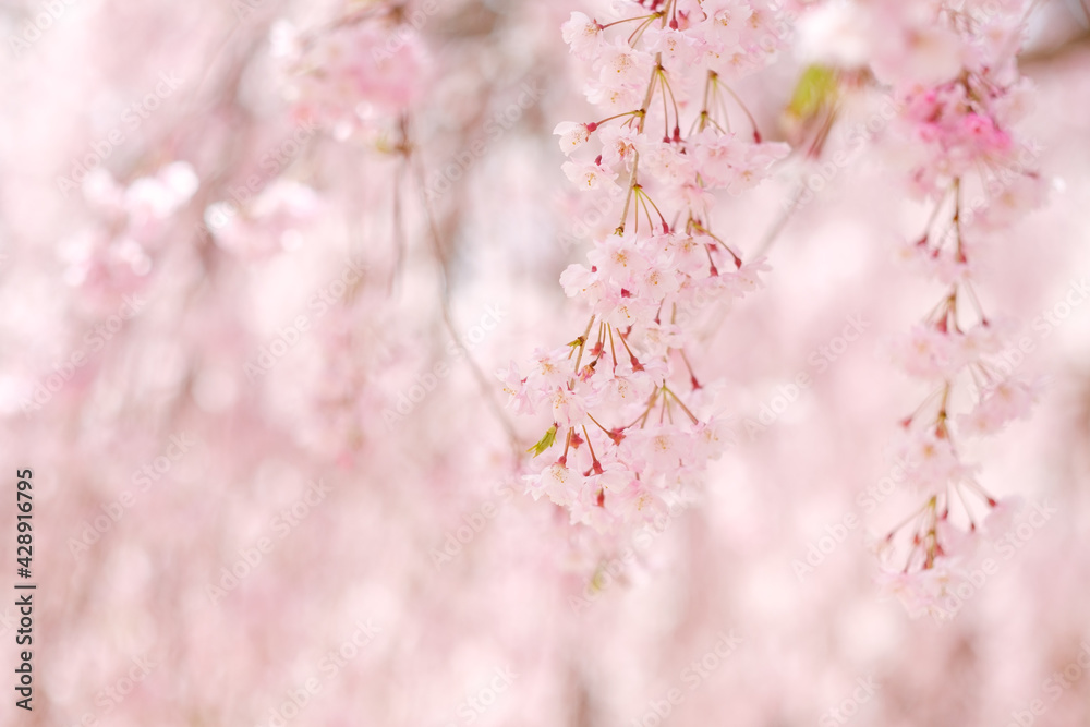Naklejka premium 高見の郷のしだれ桜 奈良県 