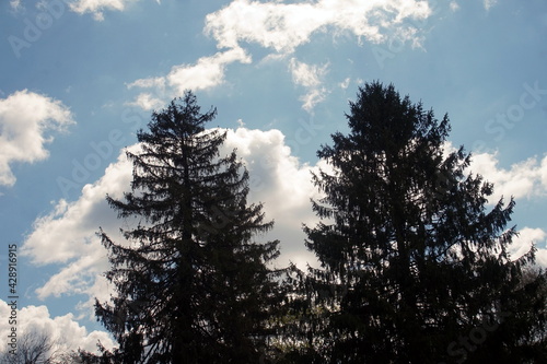 Giant Evergreens Against Bright Blue Sky 