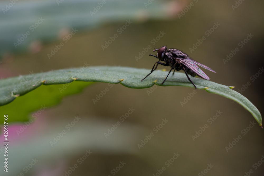 Fly, Midge Fly, Midge