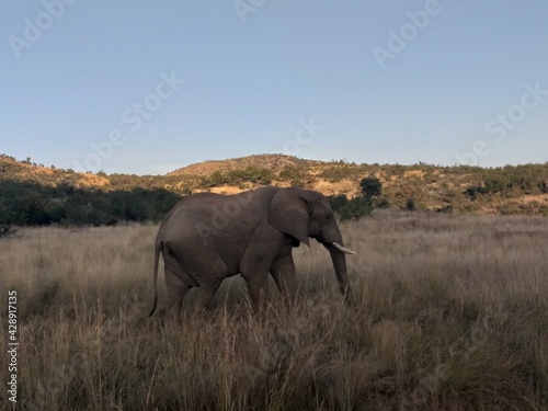 African Elephant 