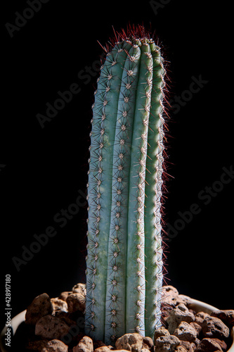 black spine cipocereus bradei cactus in planting pot