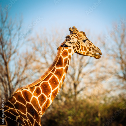Photography giraffe day near treeline