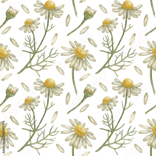 Seamless pattern with flower chamomile. Pencil drawing and watercolor illustration. The print is used for Wallpaper design, fabric, textile, packaging. © Aнна Aнтонова