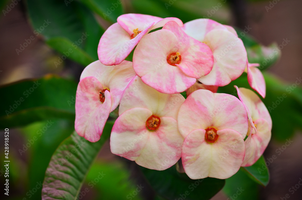 Obraz premium Poi Sian flowers