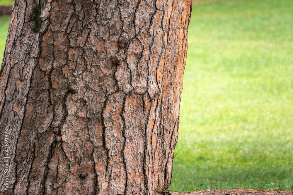 Fototapeta premium Bark of pine tree. Natural coniferous bark background