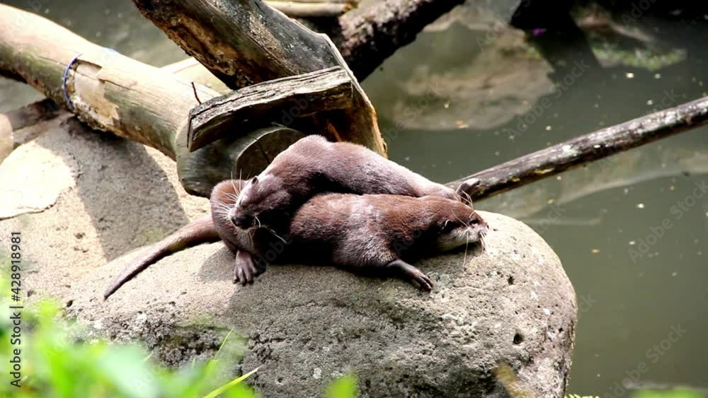 beavers in the zoo