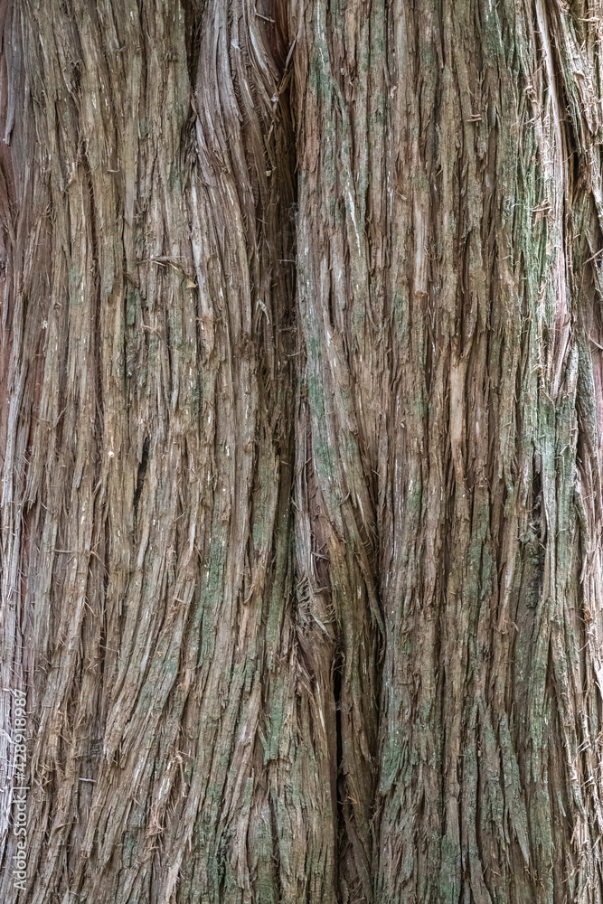 Obraz premium Juniper tree Bark Texture. Natural coniferous bark background